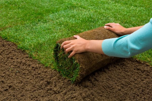 lawn