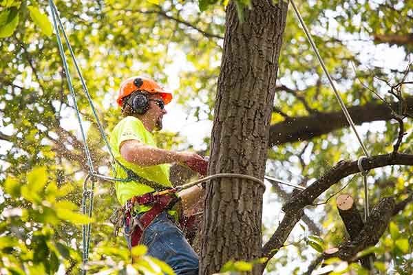 orland-park-tree-trimming_orig