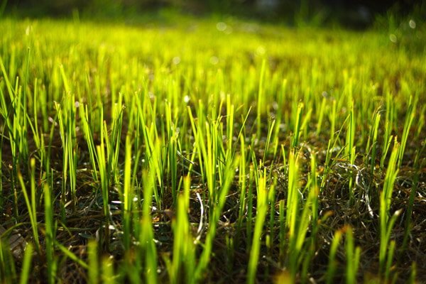 seograss